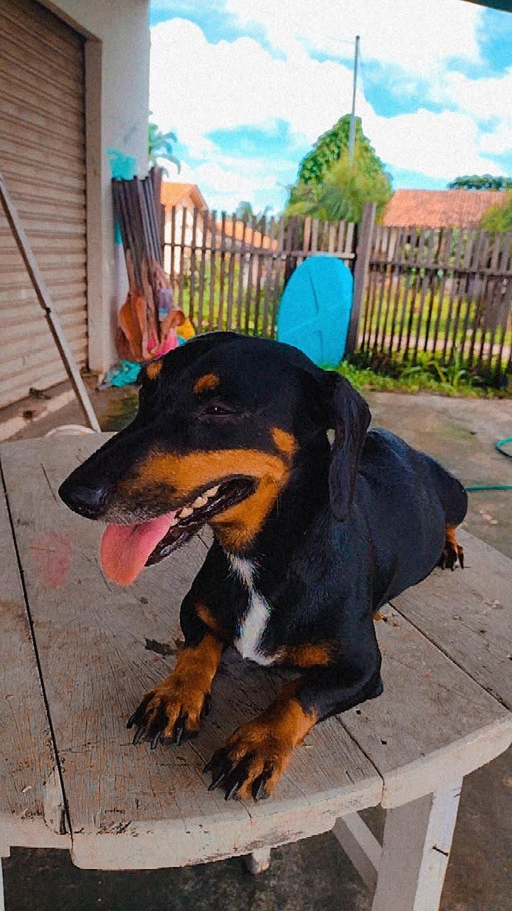 Portal Vendocão Venda de Filhote dachshund ( salsicha) Salinópolis