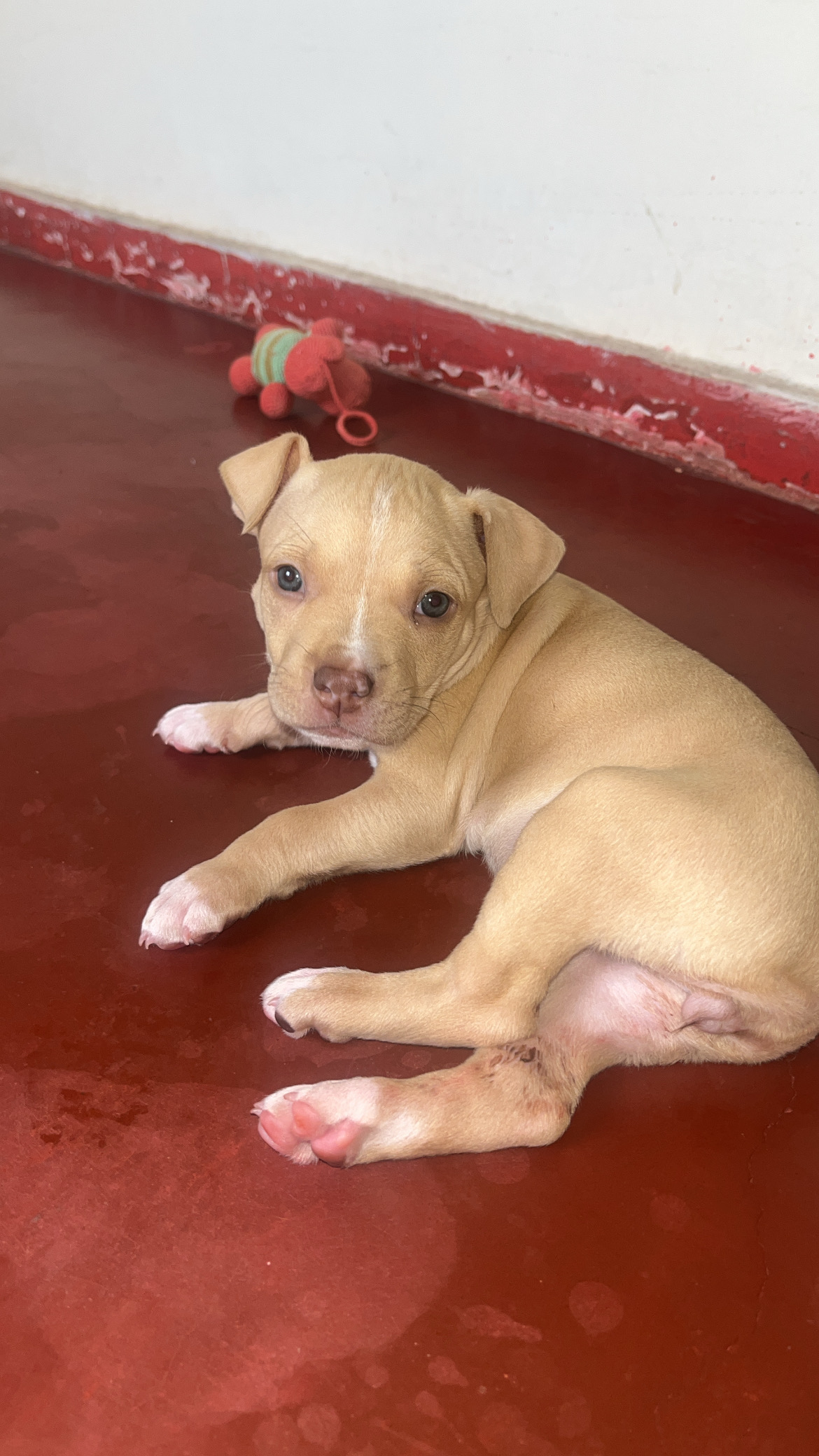 Portal Vendocão Vendo filhote de pitbull fêmea  Montes Claros 