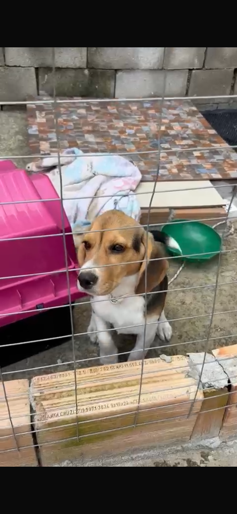 Cachorro beagle fêmea 