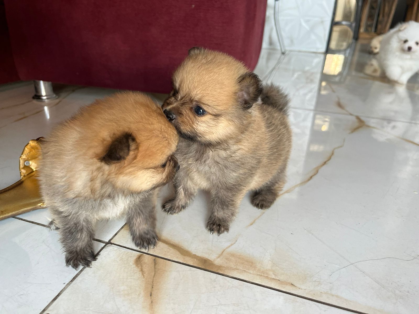 Portal Vendocão  filhotes de cachorro da raça lulu pomerânia  Belém