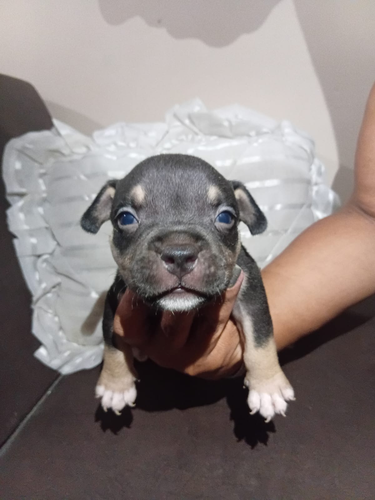 Filhotes de American Bully - Foto 2