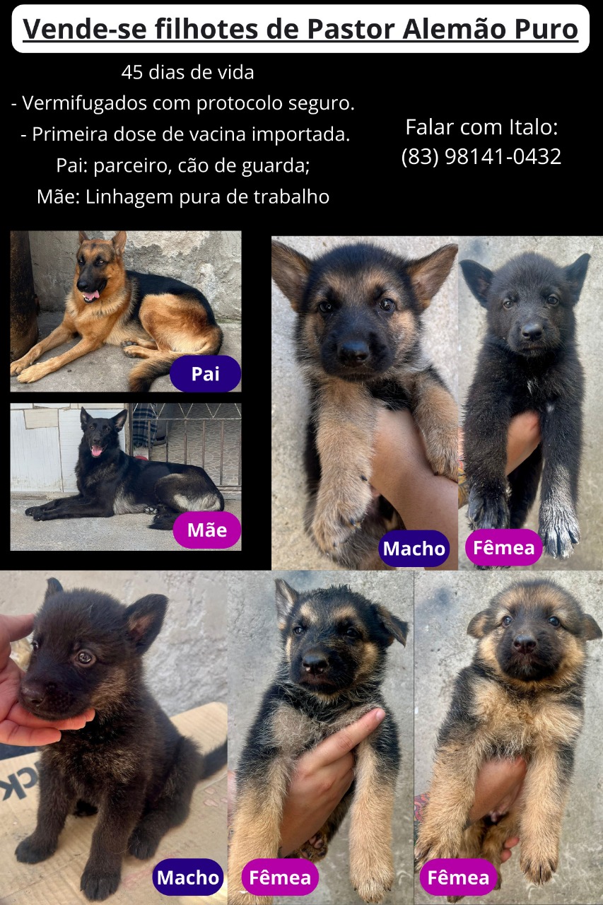 Portal Vendocão Filhotes de Pastor Alemão Premium - Prontos para Encantar seu Lar Campina Grande