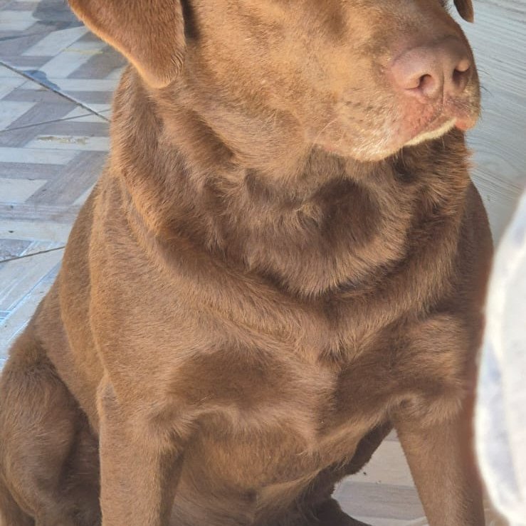Lindos filhotes de Labrador raça 100% pura. - Foto 4