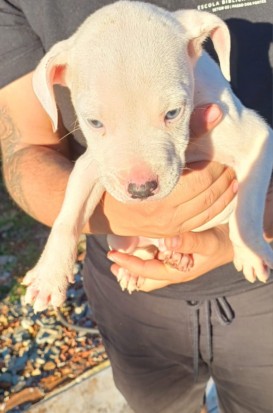 Portal Vendocão Vendo filhotes de Dogo Argentino  Chapeco