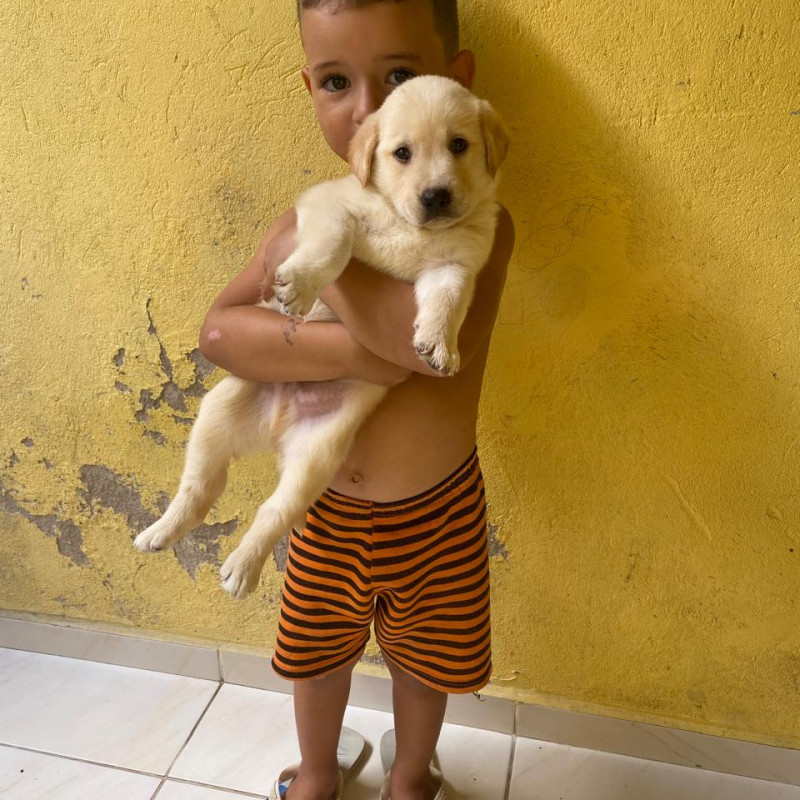 Labradores puros - Foto 1