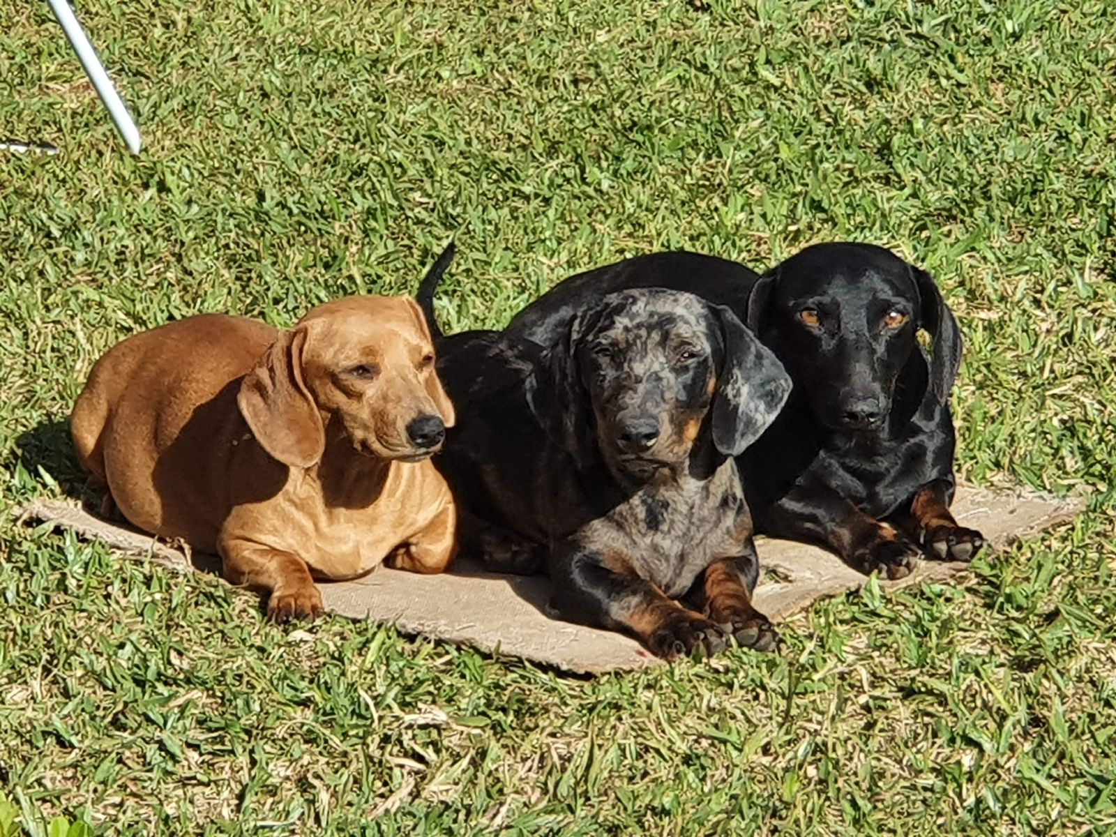 Portal Vendocão Lindos filhotes de Dachshund Sertão