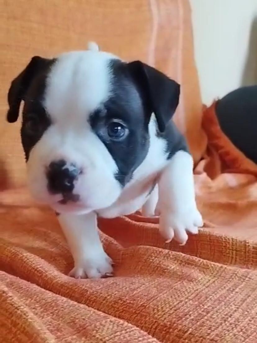 Portal Vendocão AMERICAN BULLY FÊMEA BLACK MICRO Maricá