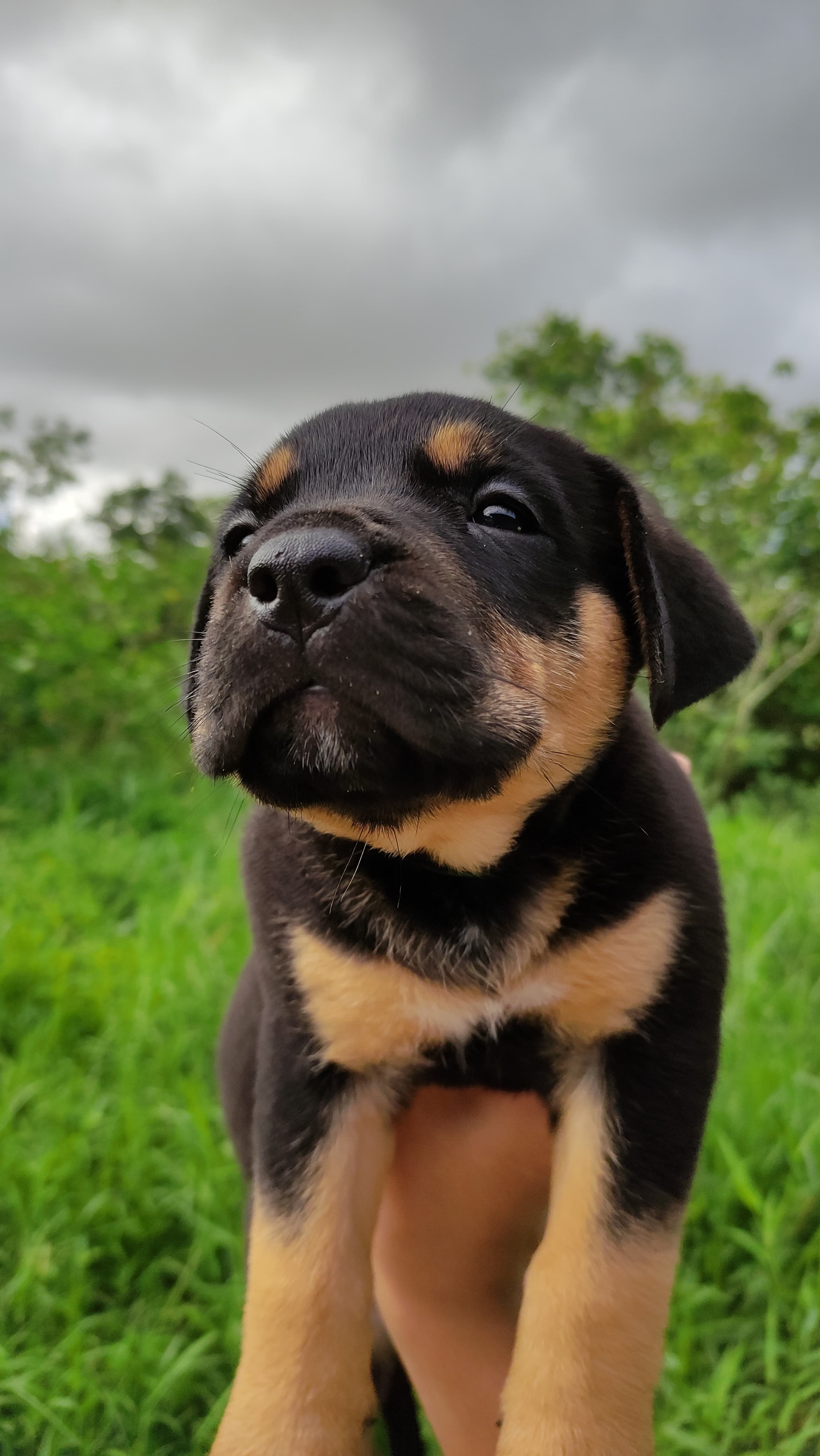 Portal Vendocão Vende-se filhote de rottweiler com Pitbull, a mãe é rottweiler com fila e o Pai América. Camacari