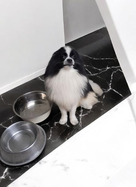 Portal Vendocão Vende-se Spitz Alemão Anão Macho (Micro) Florianópolis