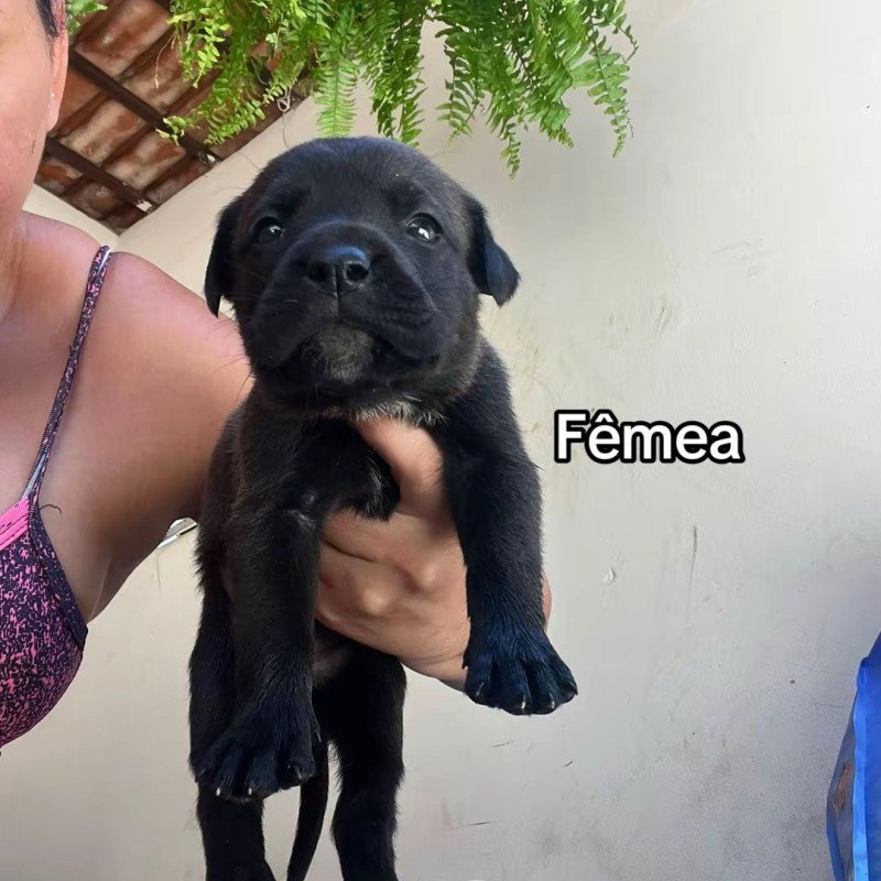 Lindos filhotes de rottweiler com dog argentino