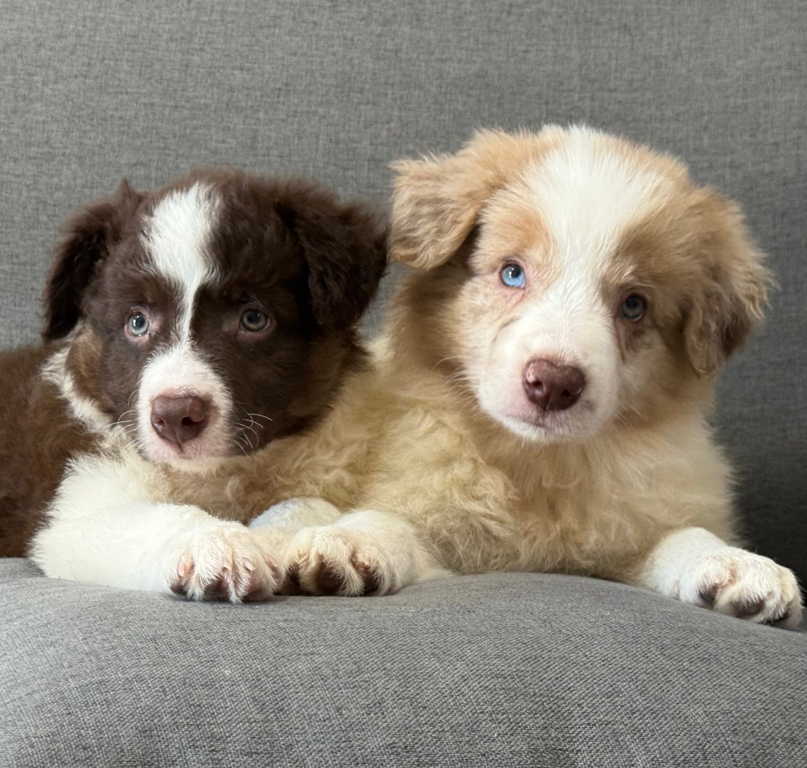Filhotes machos border collie  - Foto 1