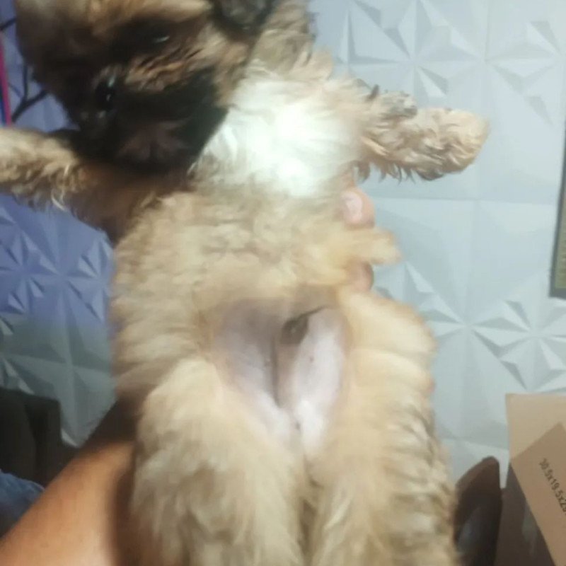Lindos filhotes Shitzus disponíveis parecem uns ursinhos vacinados e desverminado há pronta entrega - Foto 2