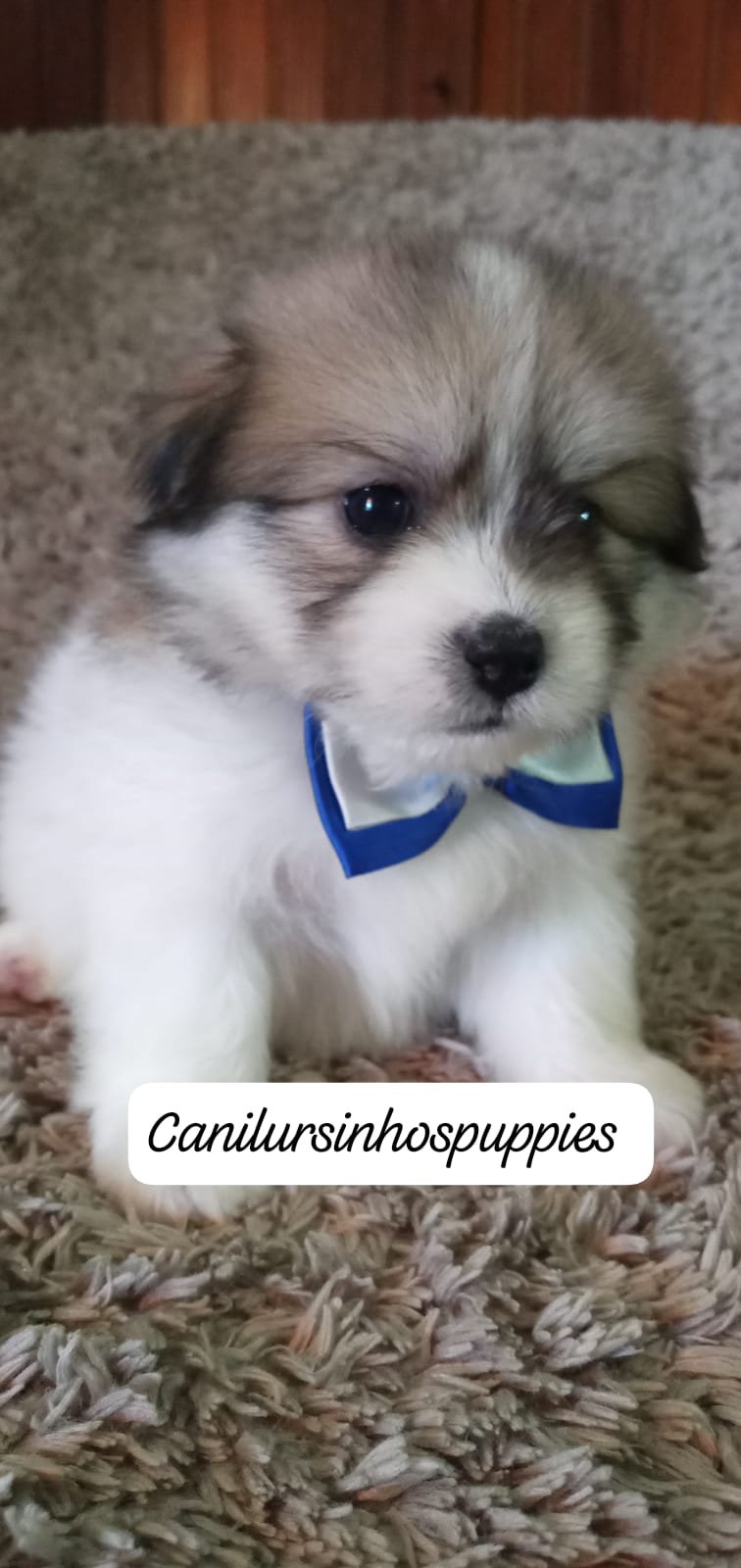lhasa apso perfeitos filhotes #canilursinhospuppies - Foto 5