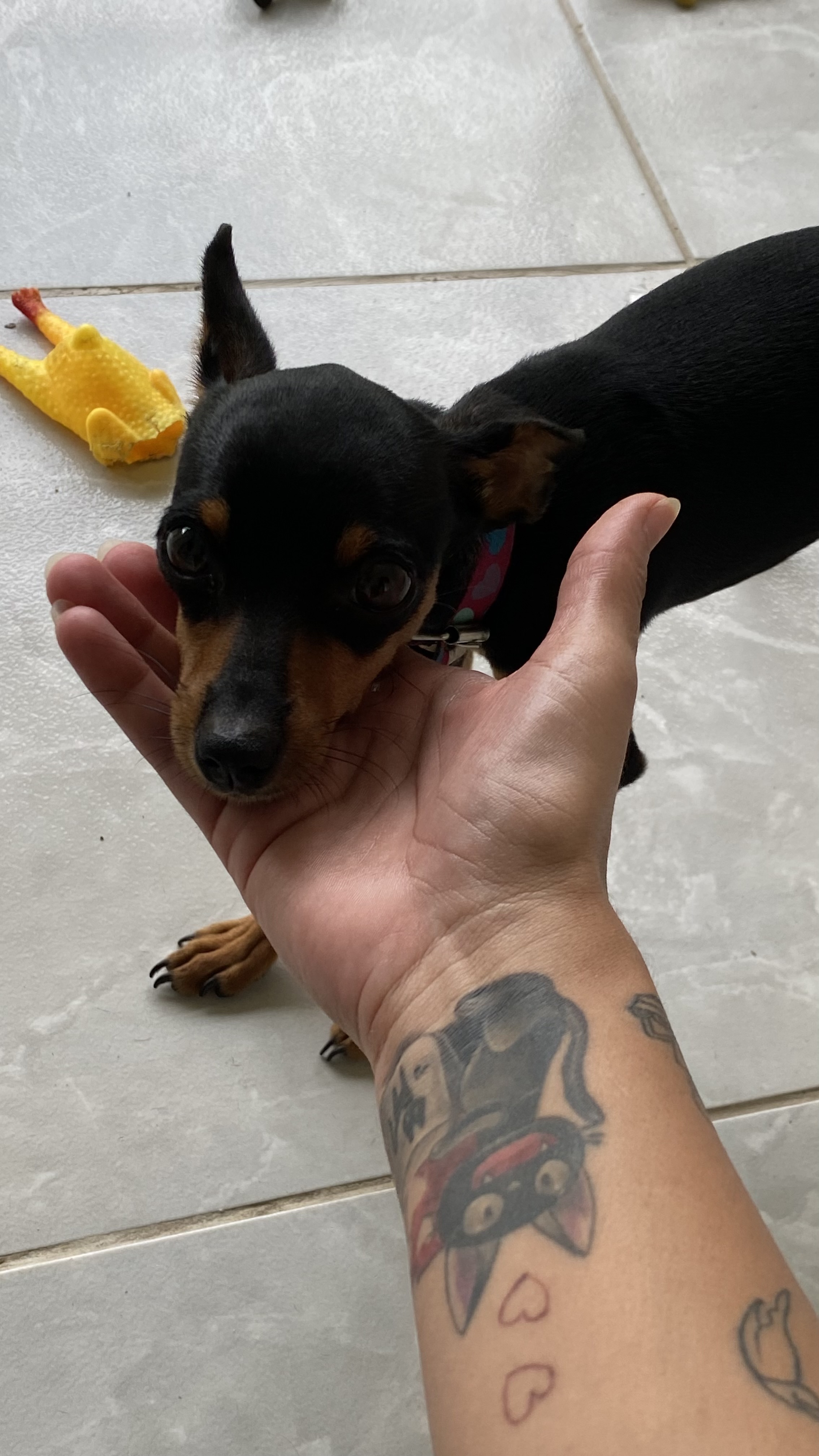 Portal Vendocão Pinscher fêmea N1  camaragibe