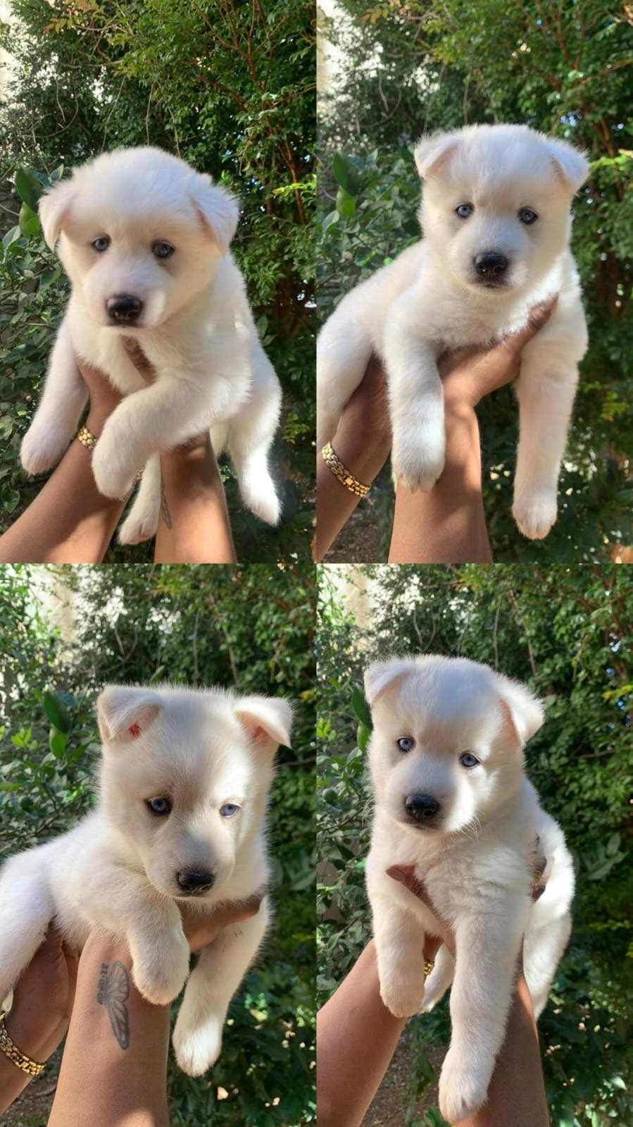 Fêmeas pomsky 