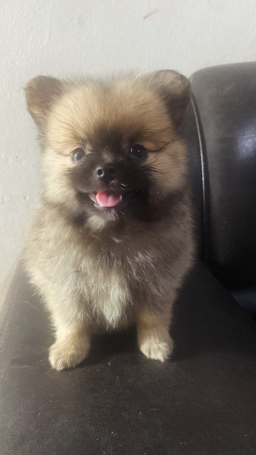 Spitz Alemão  - Foto 3