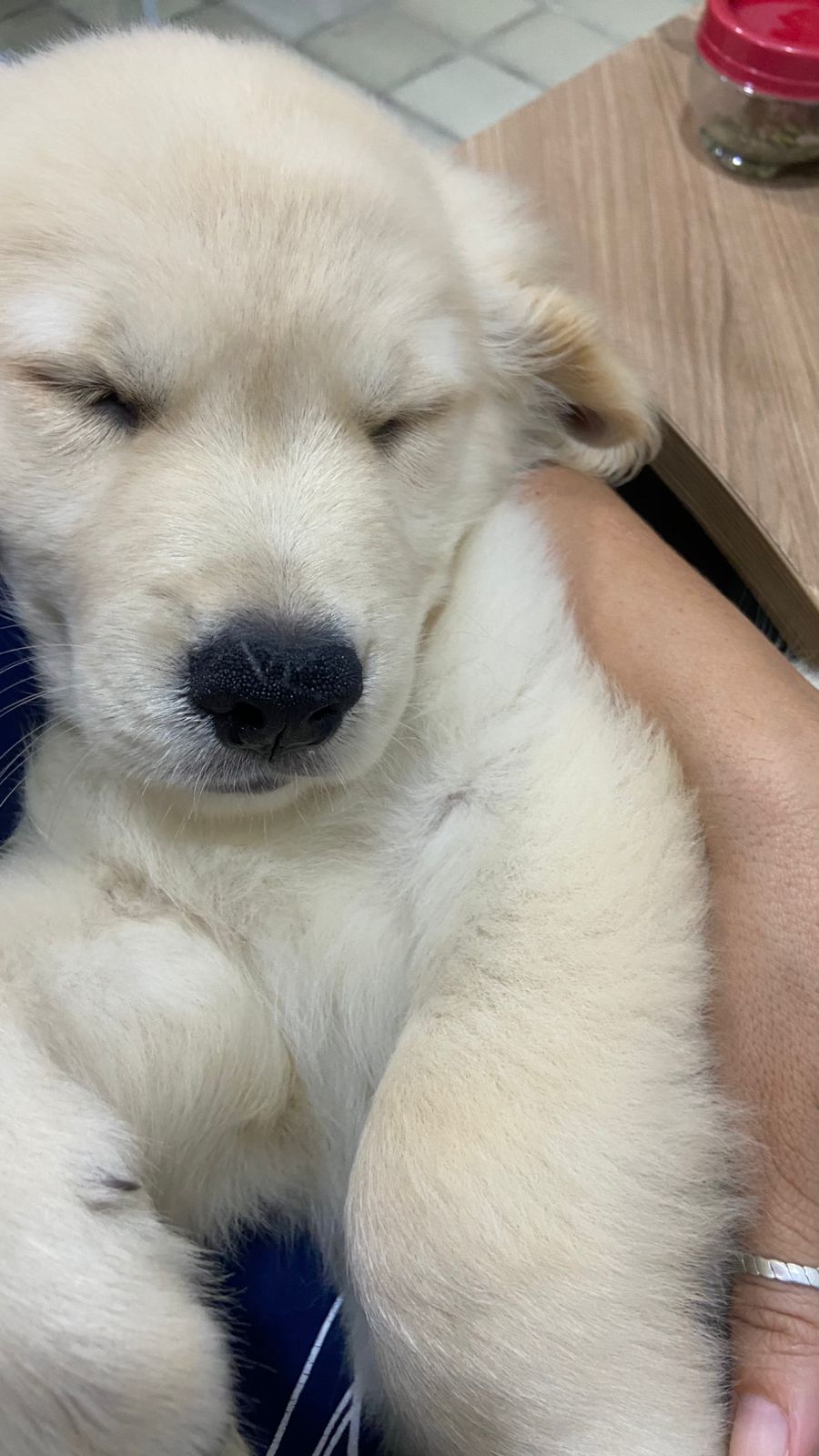 Portal Vendocão Filhotes de Golden Retriever (raça pura) - Lindos e prontos para um novo lar Natal