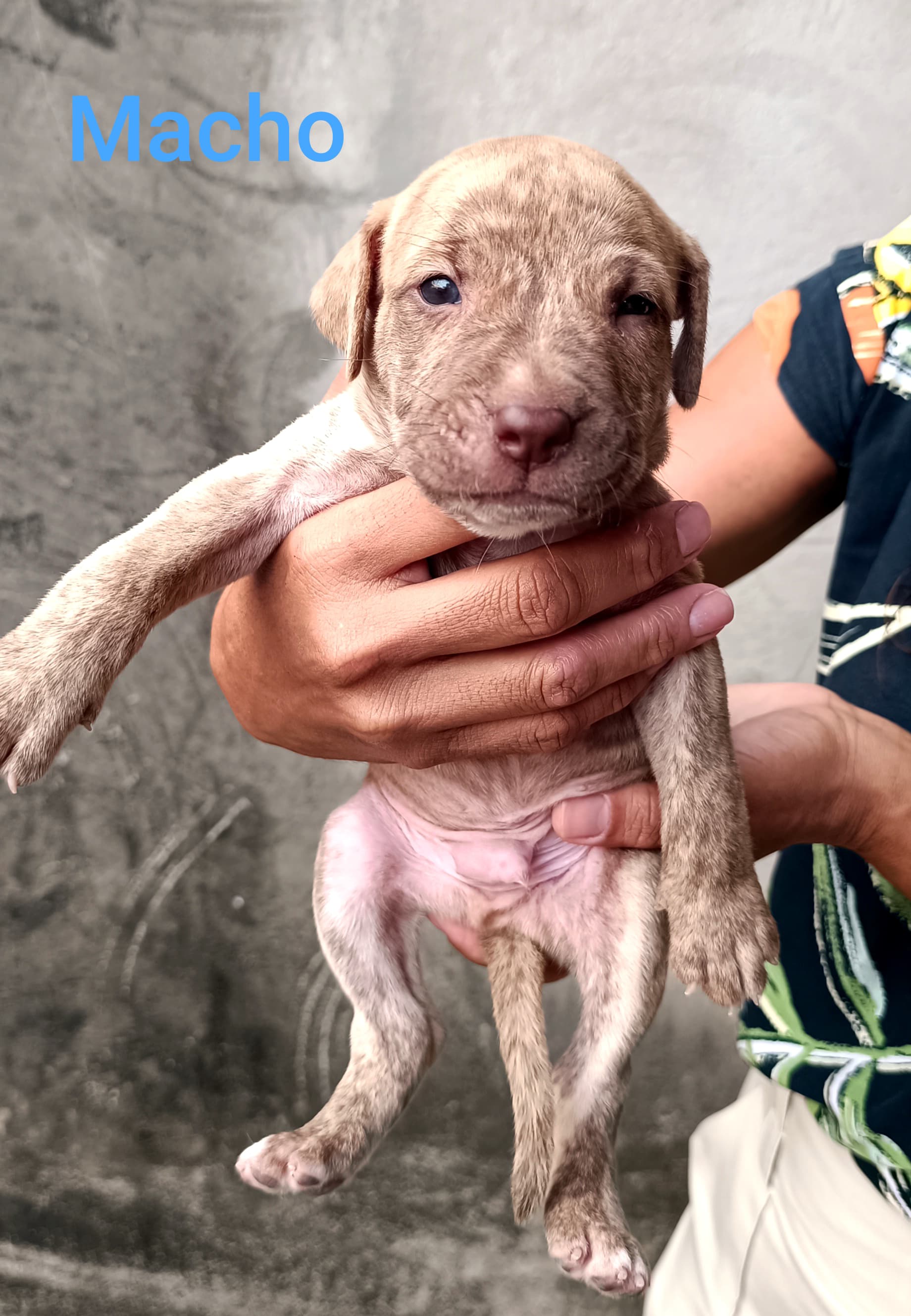 Portal Vendocão Filhotes de American Pit Bull Terrier / Fila Brasileiro São José de Ribamar