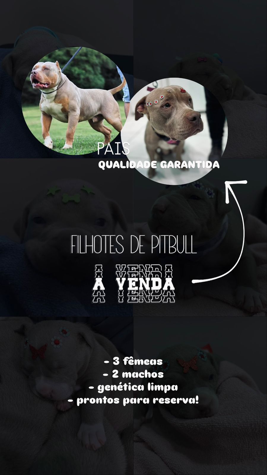 Portal Vendocão Pitmonster disponíveis para reserva  Curitiba