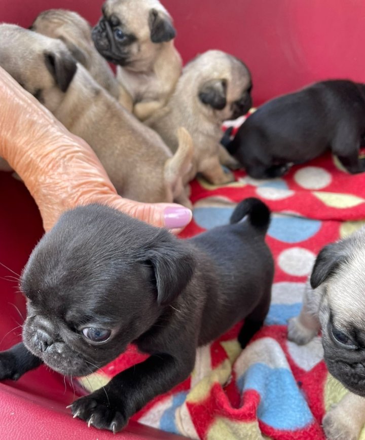 Filhotes de PUG em Blumenau  - Foto 3