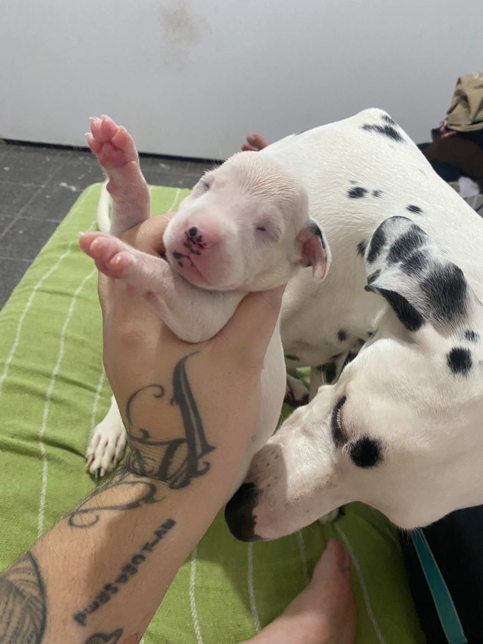 Dalmatas bebês  - Foto 1