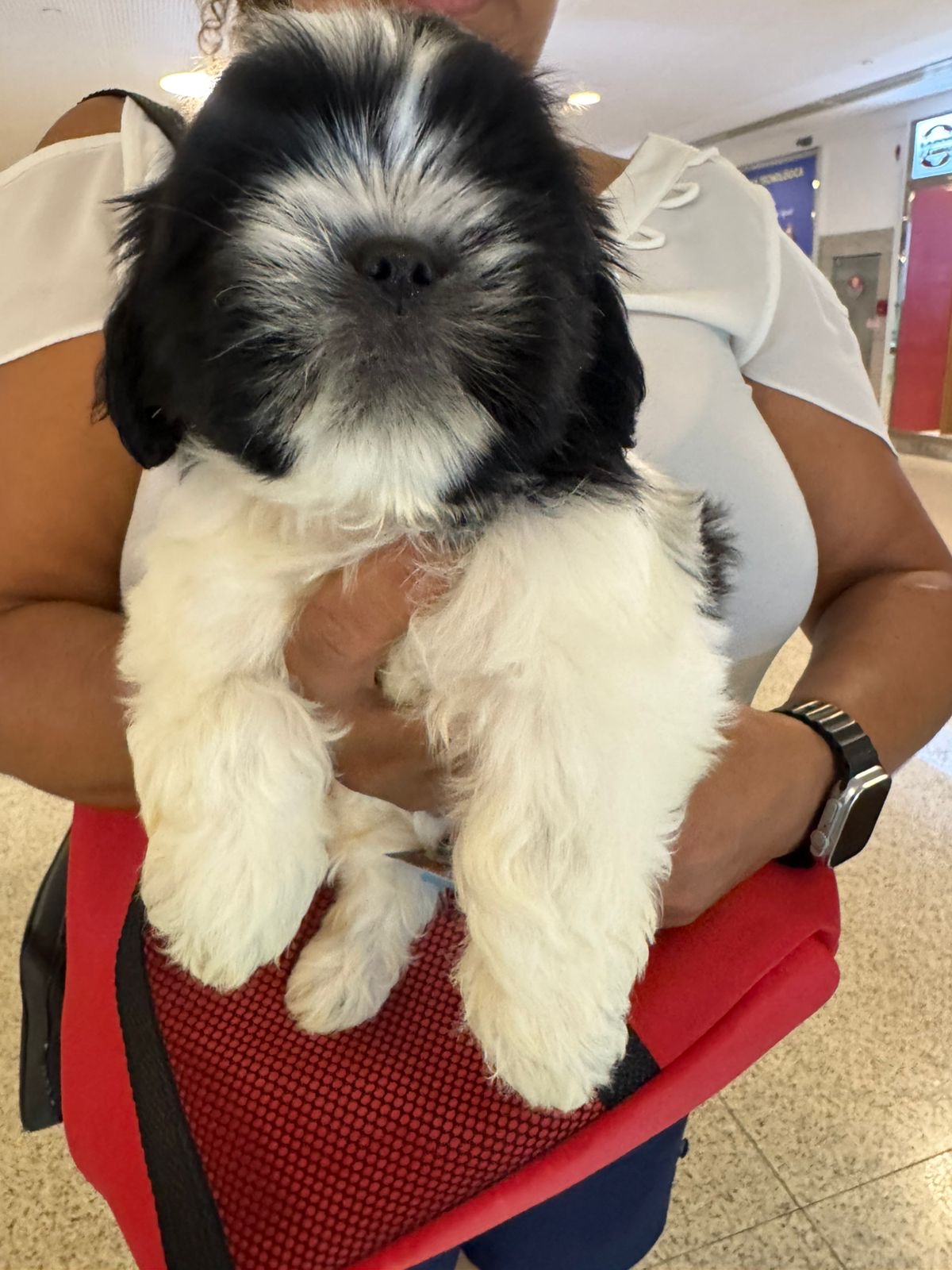 Portal Vendocão Venda de shih tzu Fortaleza