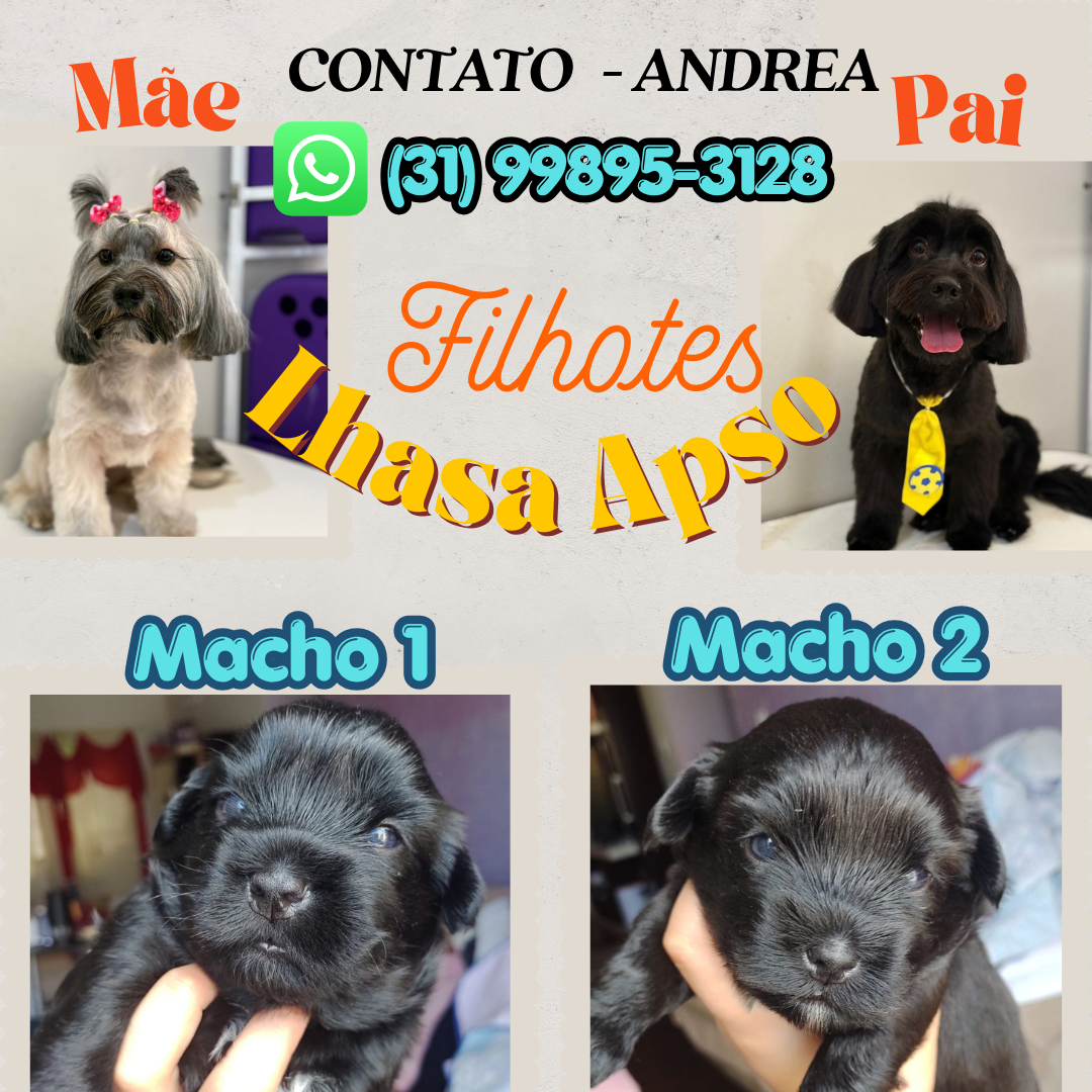 Filhotes Lhasa Apso
