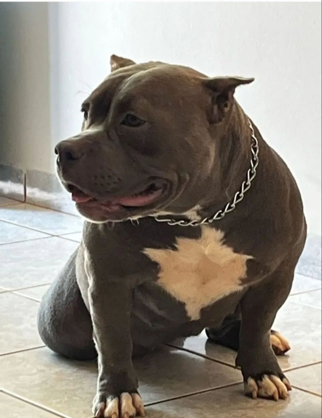 Vendo lindos filhotes  de american bully  - Foto 5