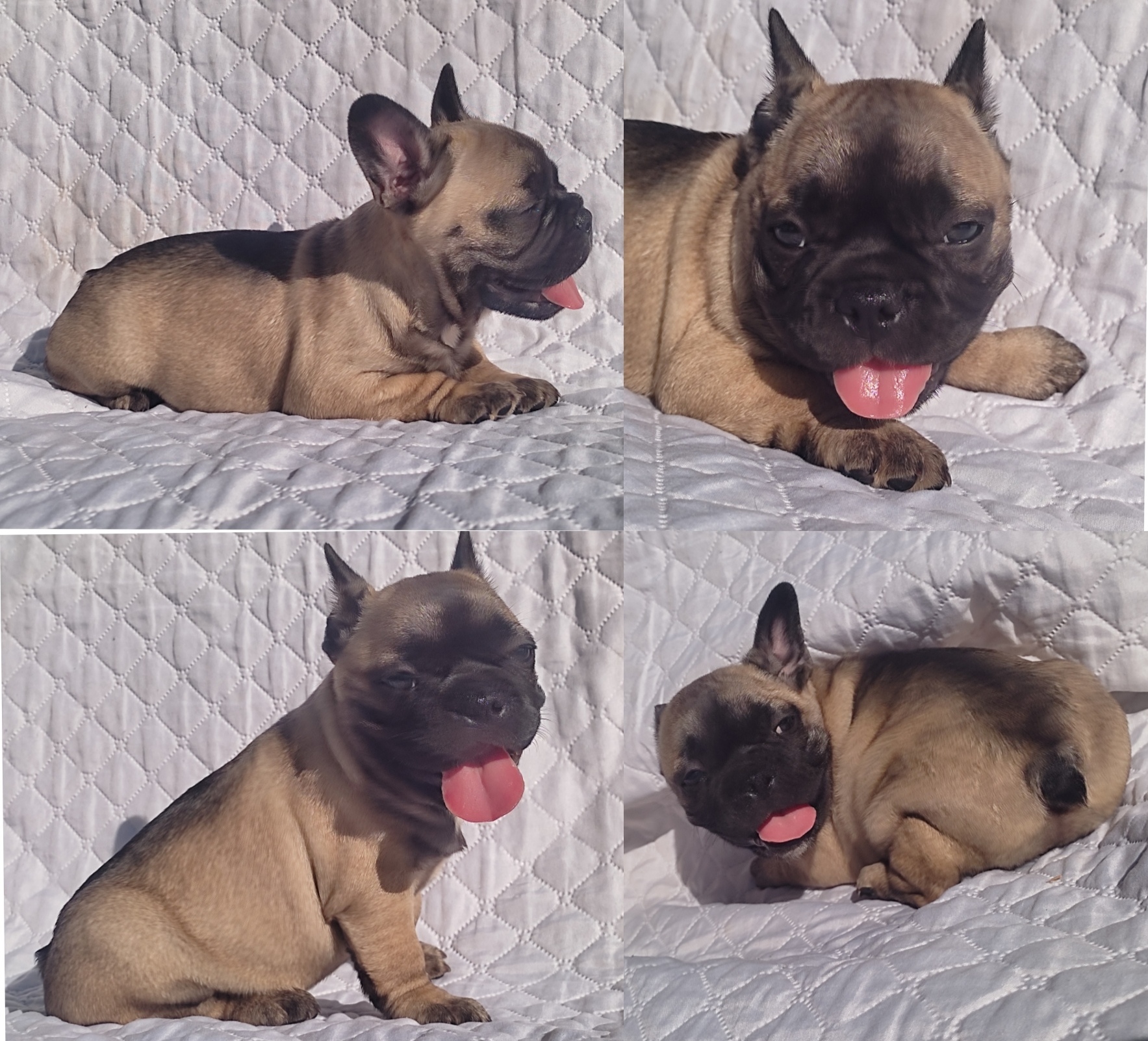 Portal Vendocão Filhote de Bulldog francês  Belo Horizonte