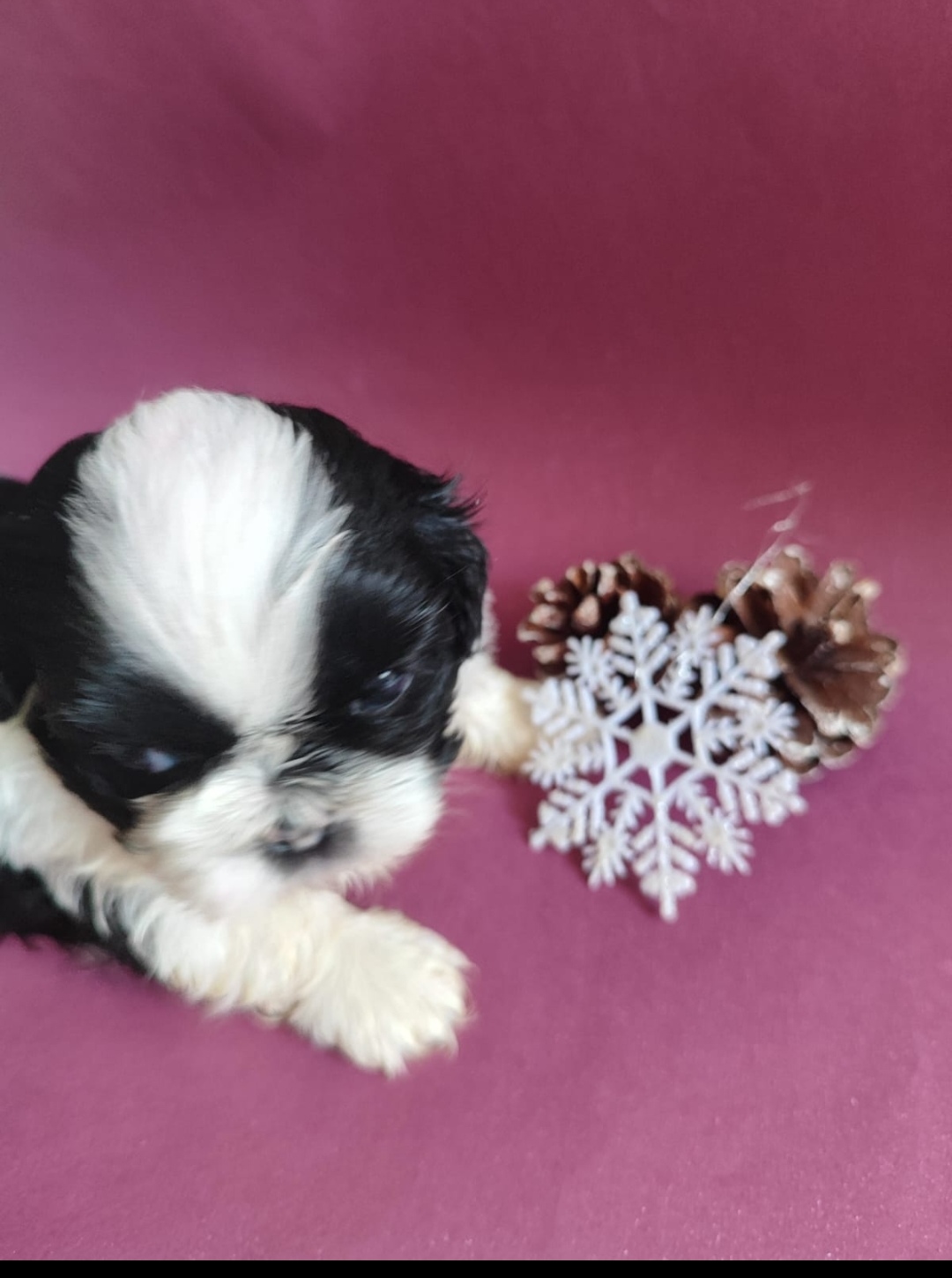 Portal Vendocão Shih tzu  João Pessoa