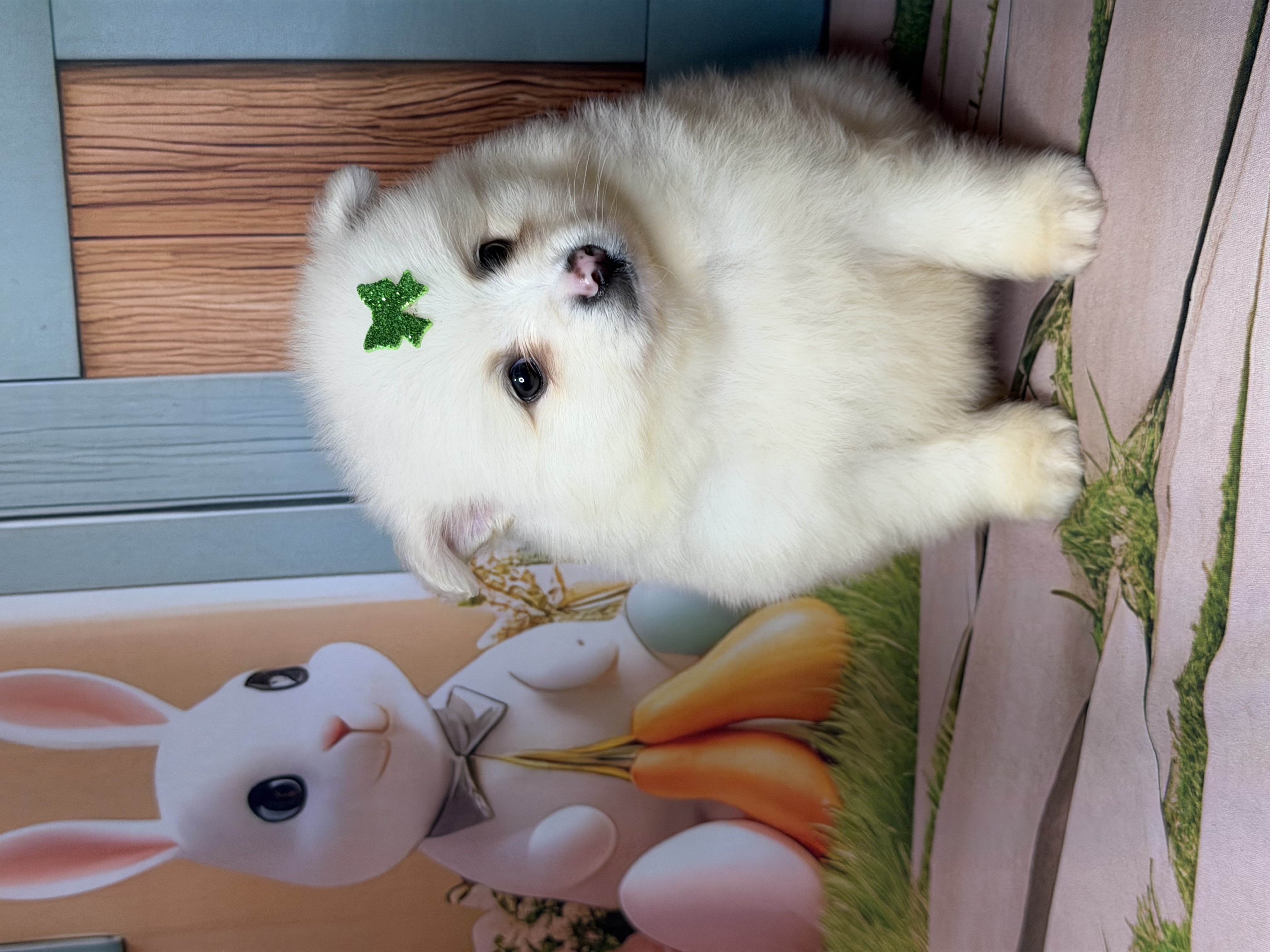 Spitz alemão macho  - Foto 2