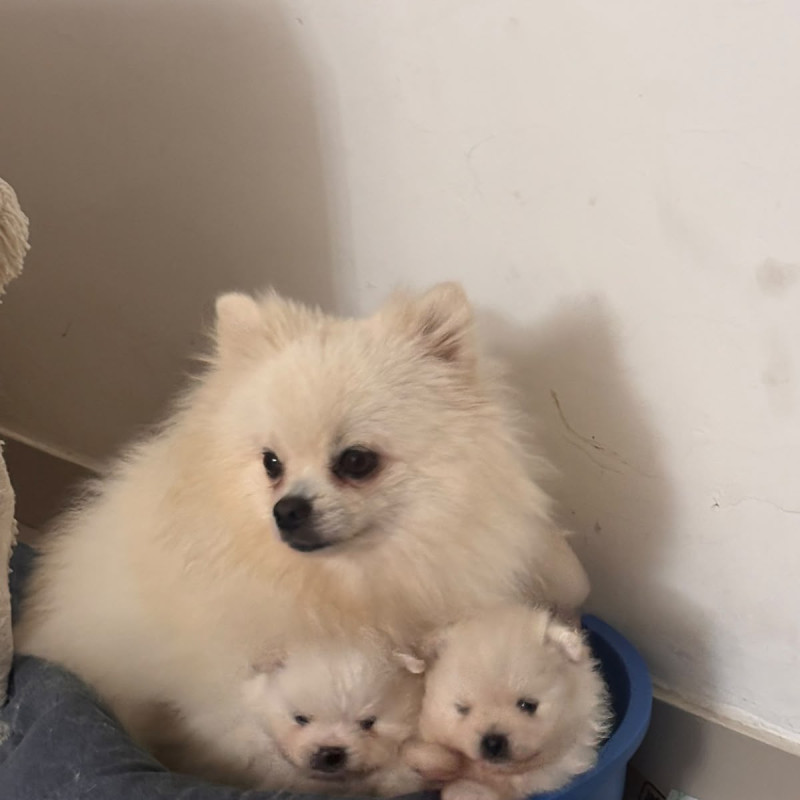 Lindos filhotes de spitz alemão - Foto 3
