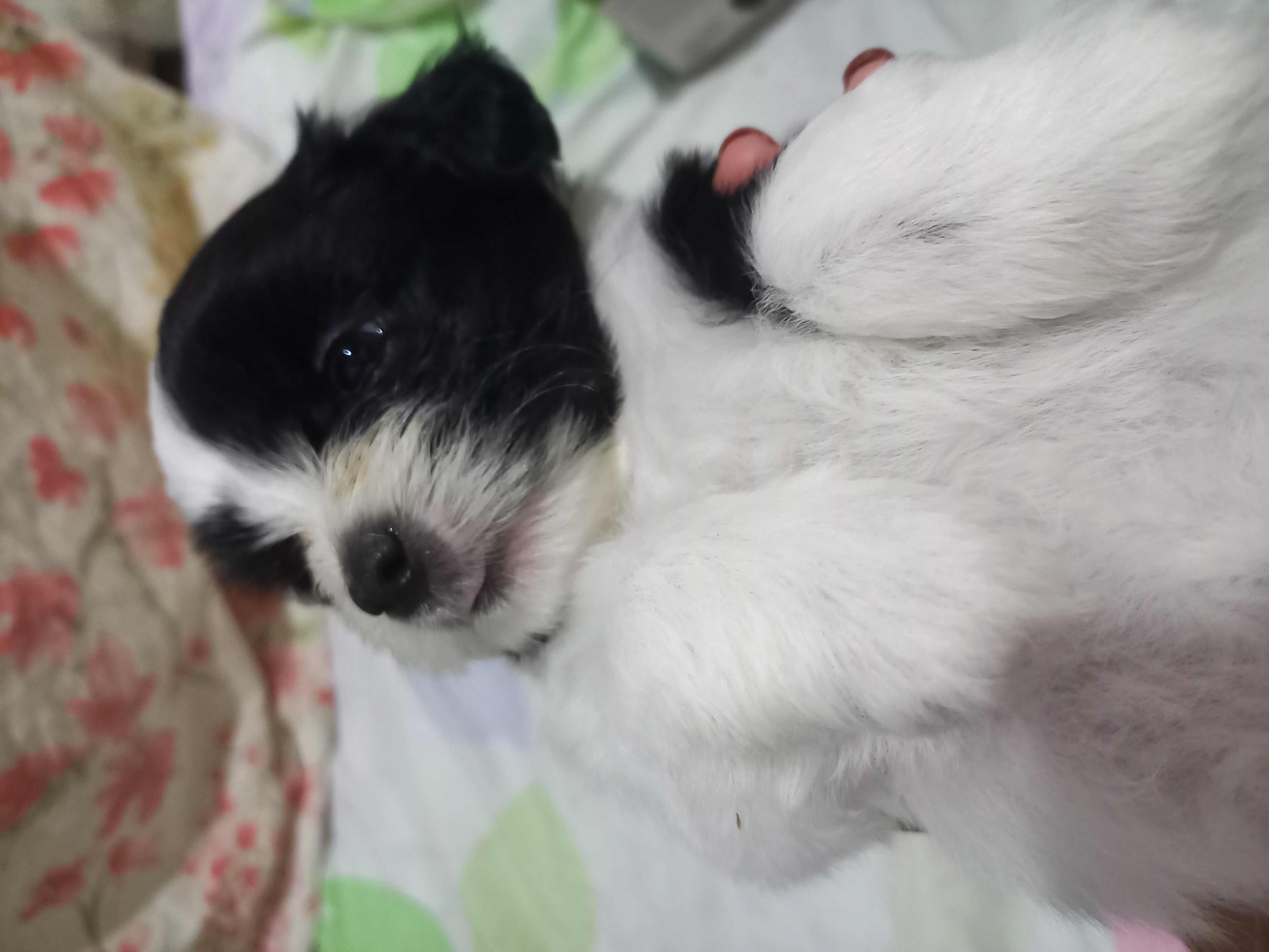 Portal Vendocão FILHOTES DE LHASA APSO PURO Paulista