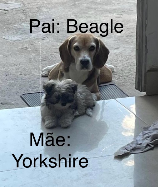 Portal Vendocão Filhotes de Beagle Ibirite