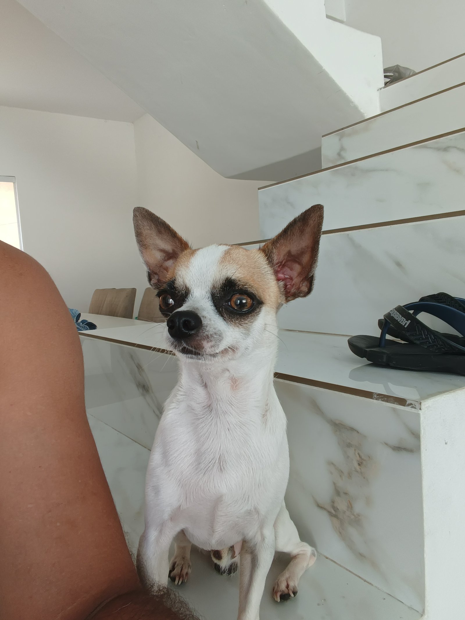 Chiuaua macho de pelo curto dois anos - Foto 1