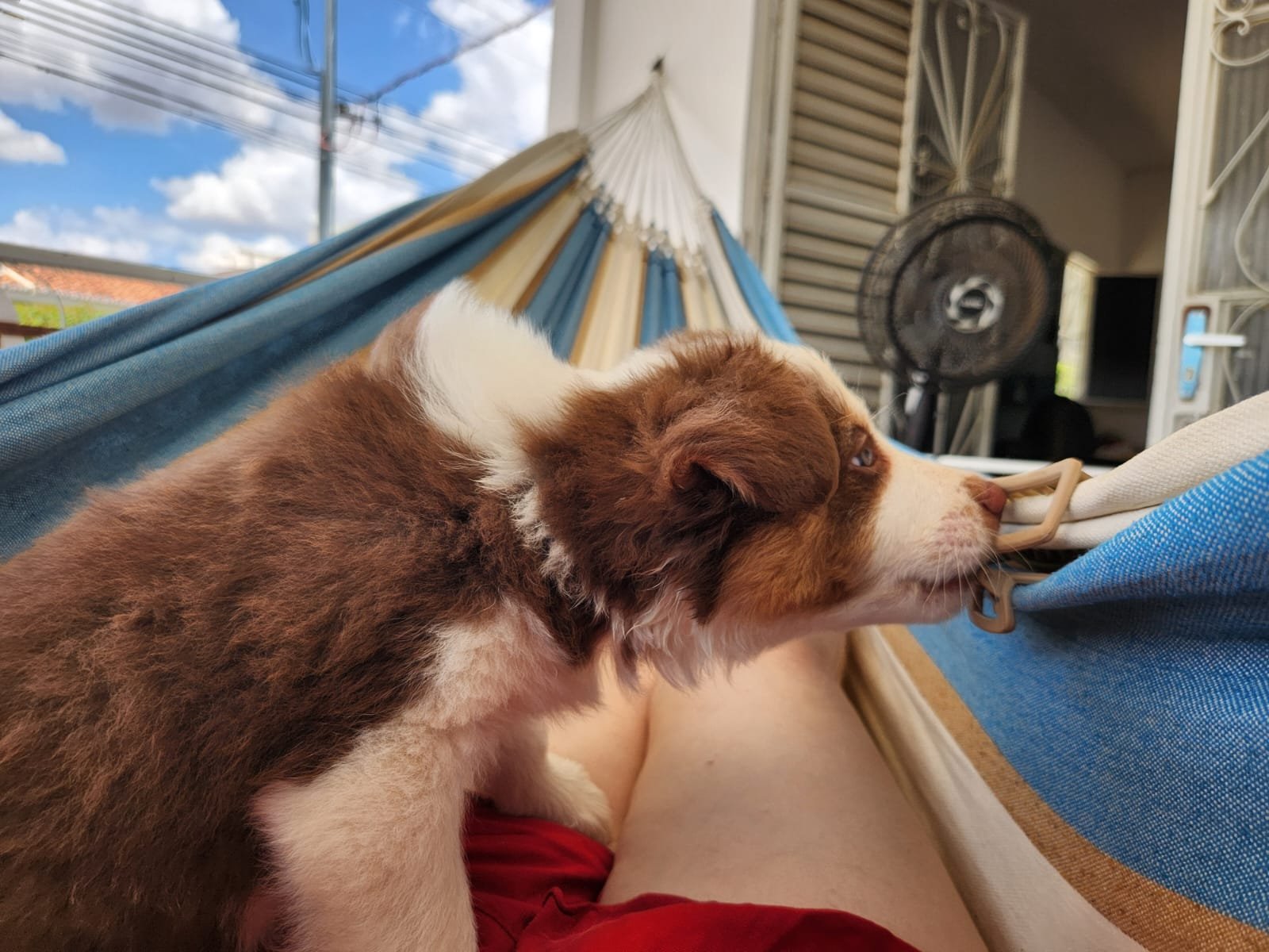 Filhote femea deBorder Collie - Tricolor (marrom com red) - Foto 3