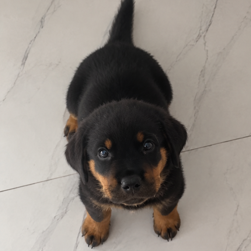 Lindos filhotes de rottweiler cada um por 500,000