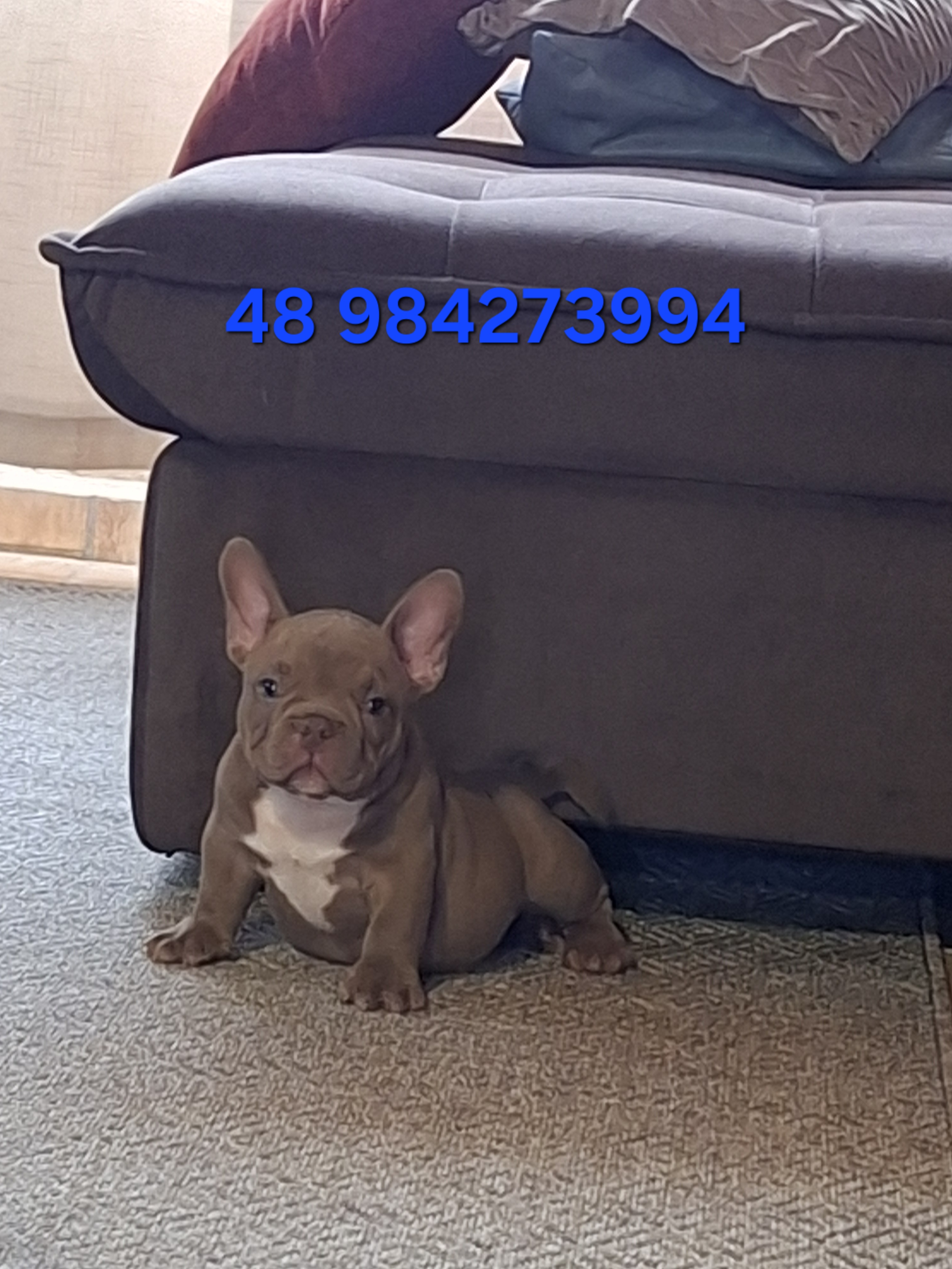Filhotes de American Bully e Exotic Bully Micros  - Foto 2