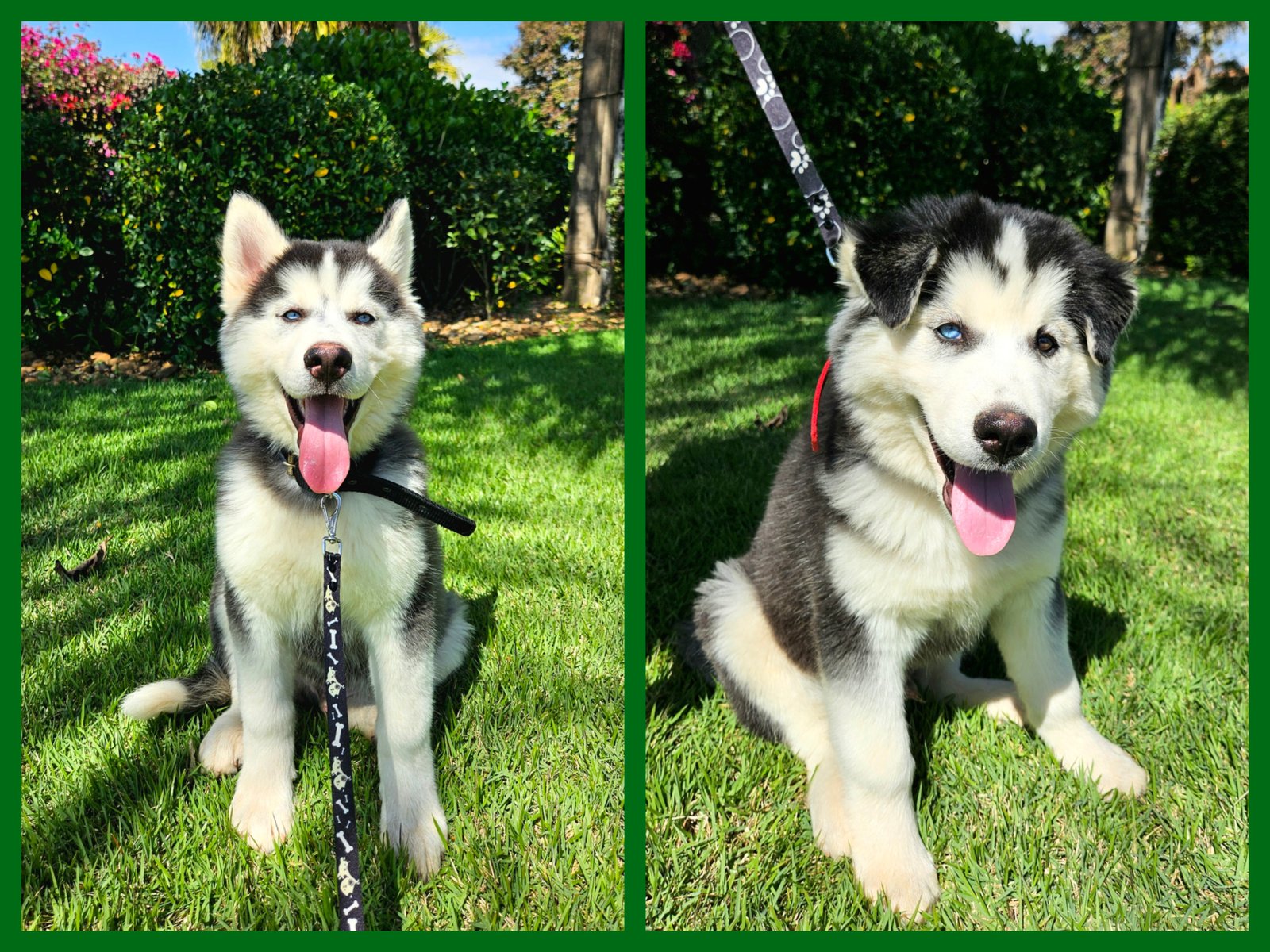 Husky Siberiano - Foto 3