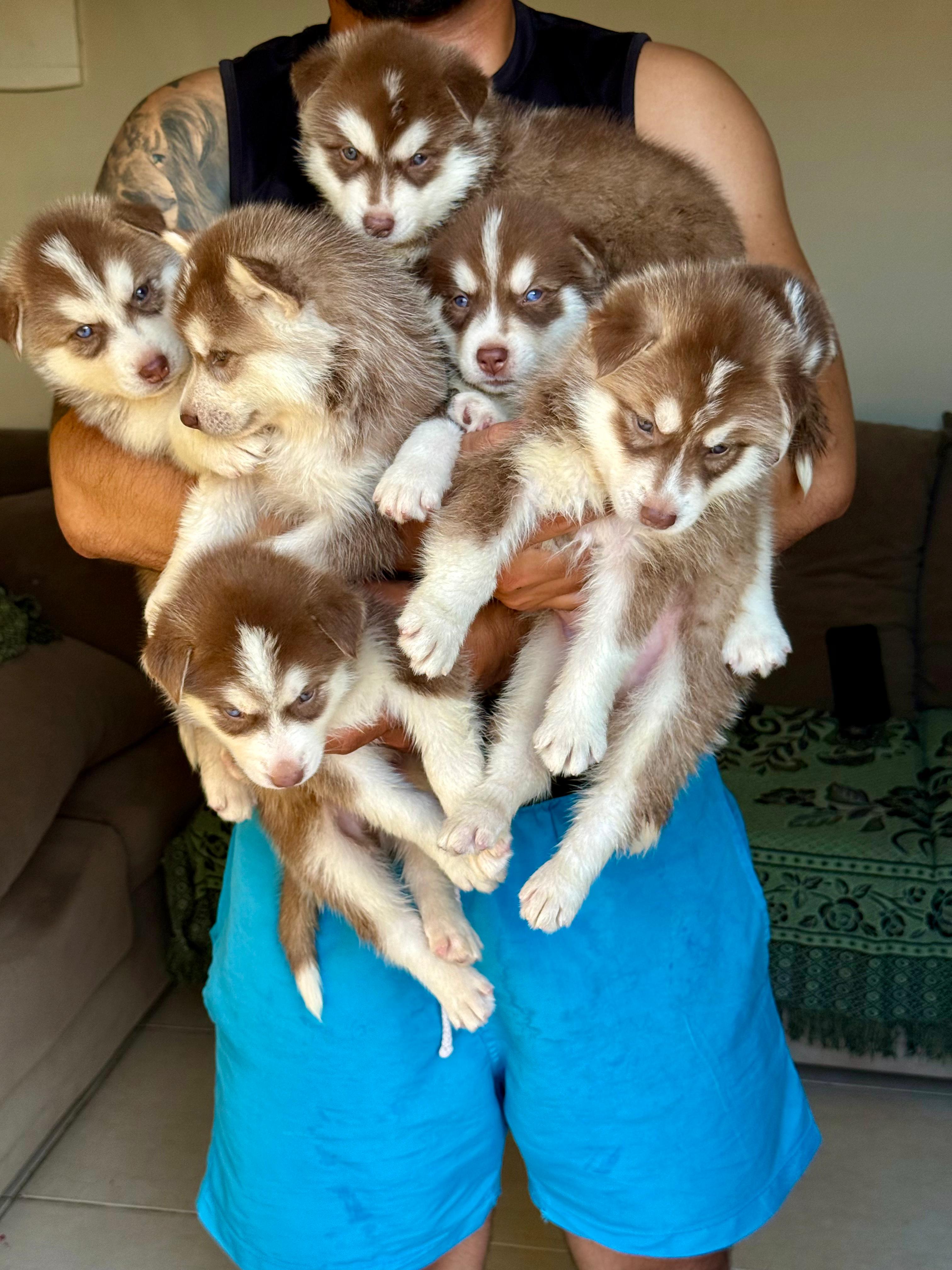Filhotes de Husky Siberiano Puro!! - Foto 2
