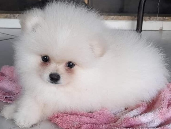 Lulu da Pomerania