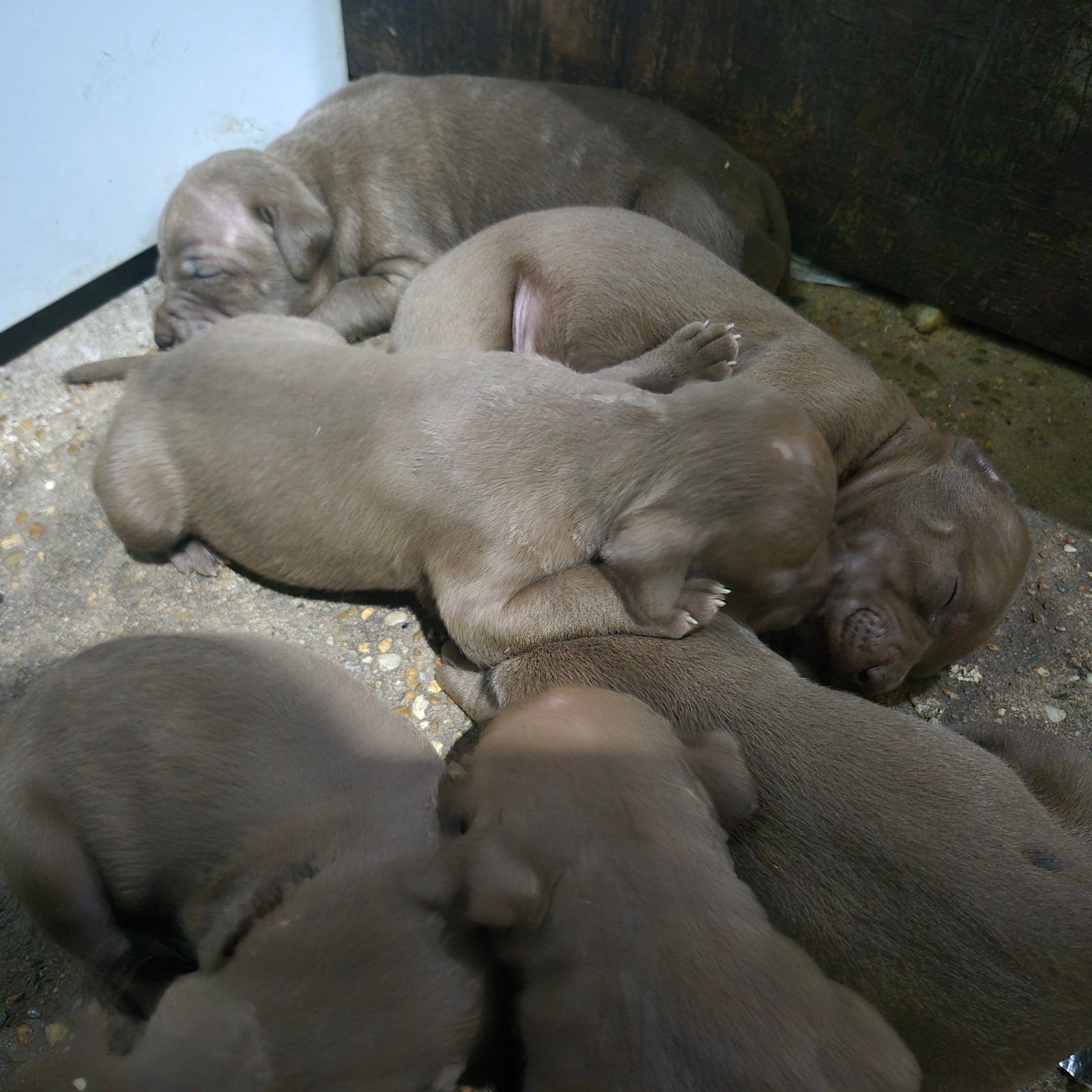 Vende-se Filhotes de Pitbul - Foto 1