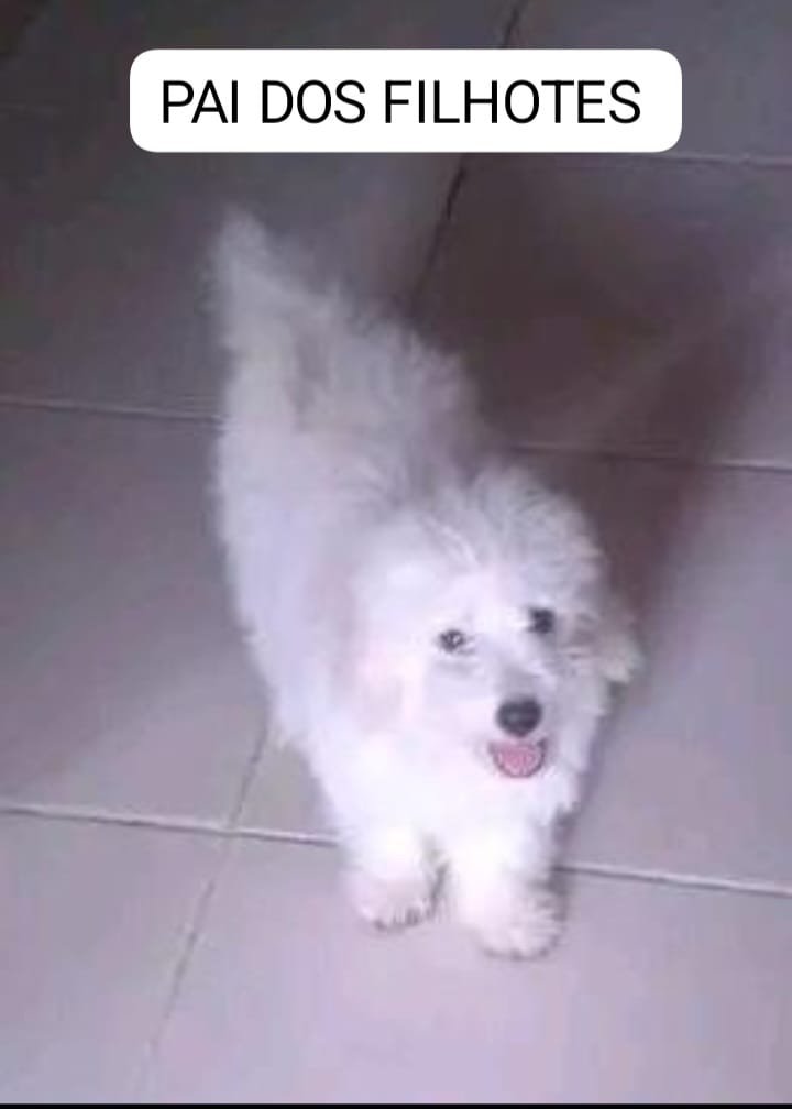 Poodle filhotes macho  - Foto 3