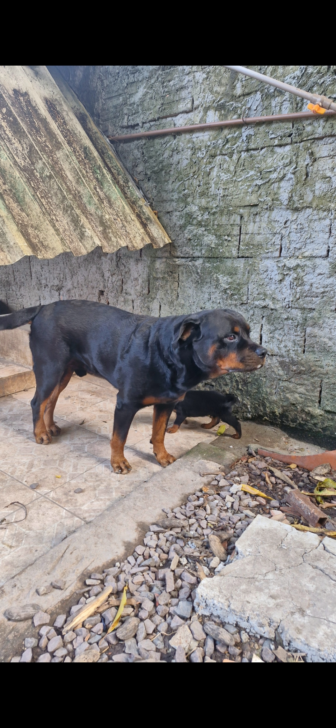 Portal Vendocão Vendo filhotes da raça rotweiller, 100% com pedigree expedido pela cbkc (pais estão no local) Manaus