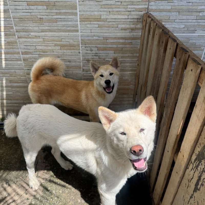 Akita macho e Fêmea
