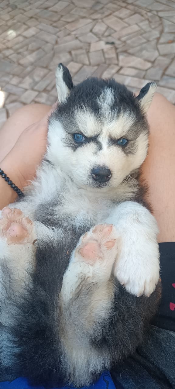 Portal Vendocão Filhotes de Husky Siberiano Cascavel
