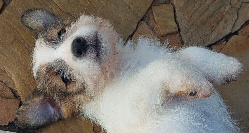 Portal Vendocão Lindos filhotes de Jack Russell Peruíbe 