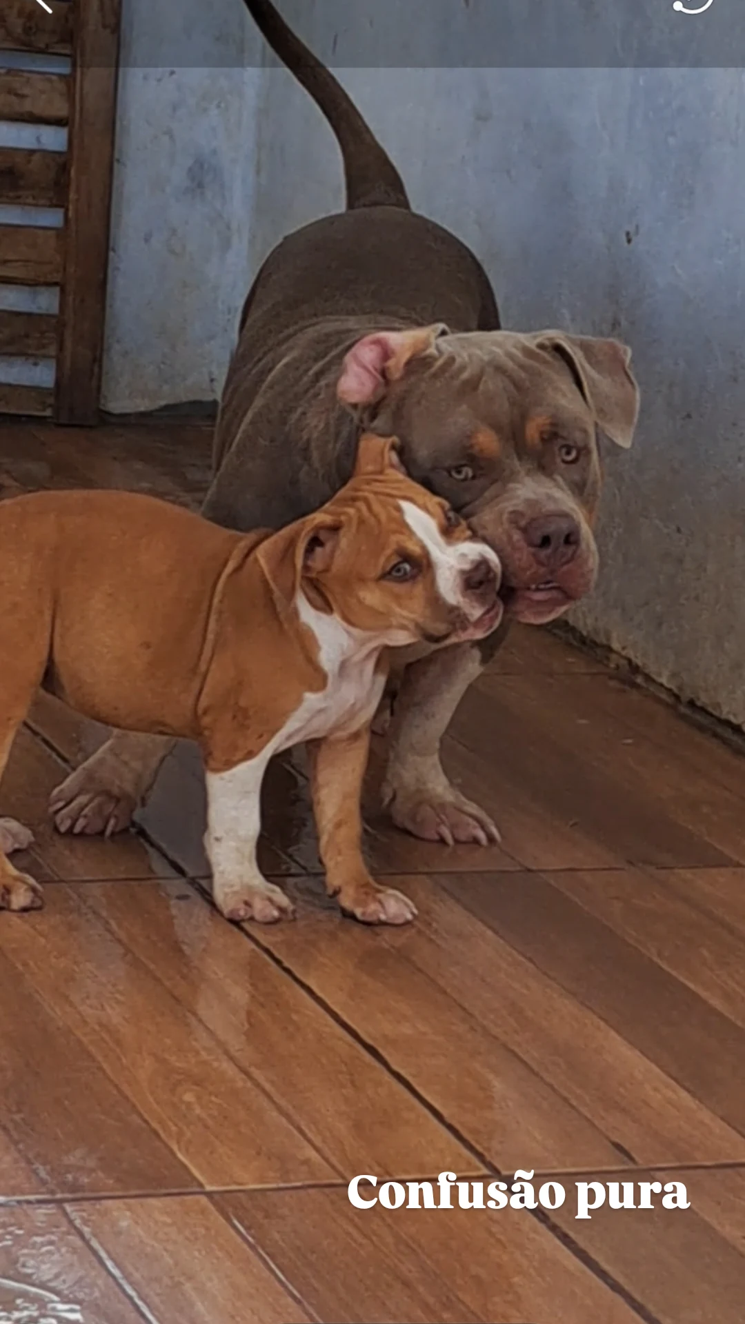 American bully - Foto 1