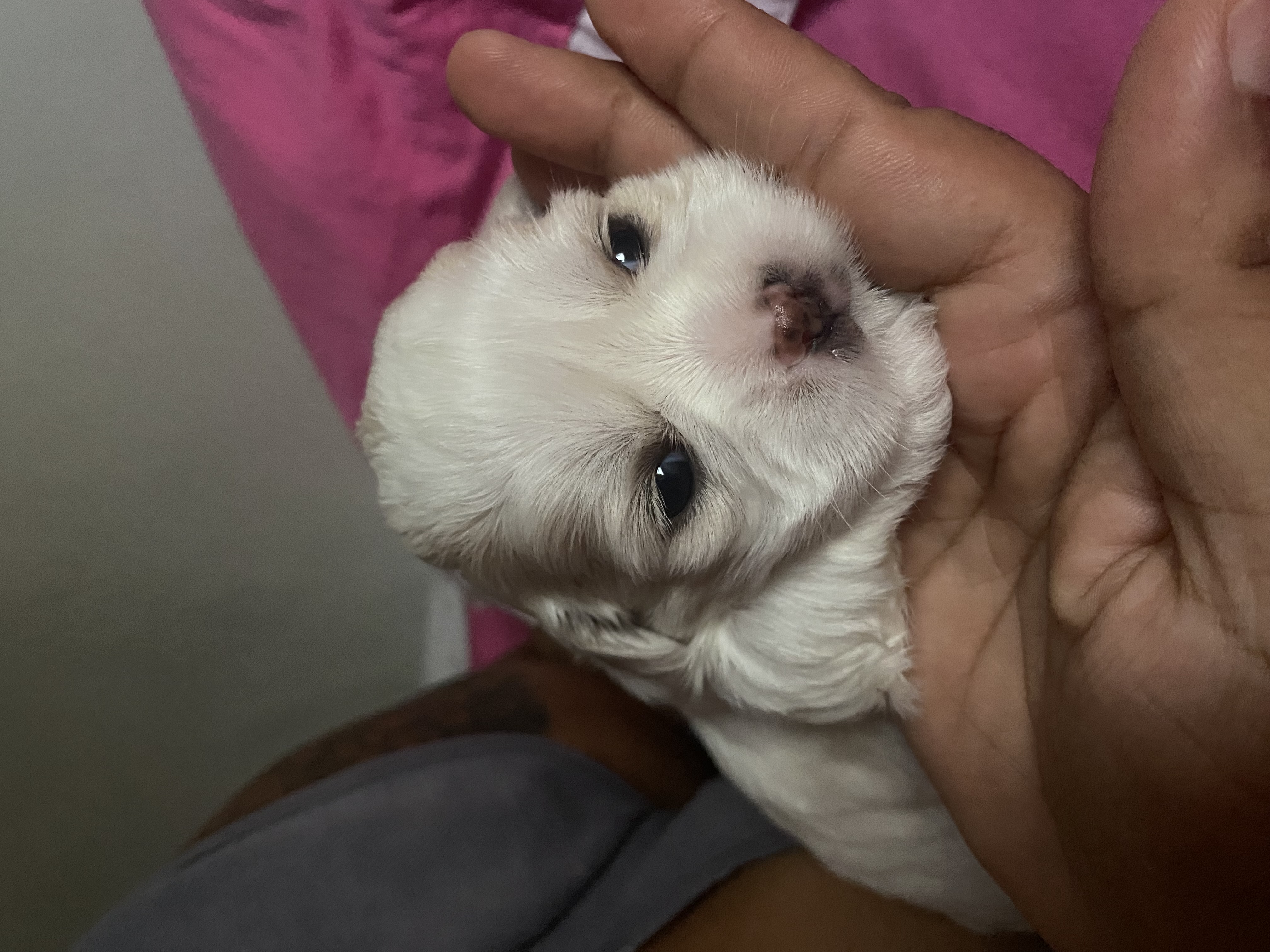 Cachorro  - Foto 2