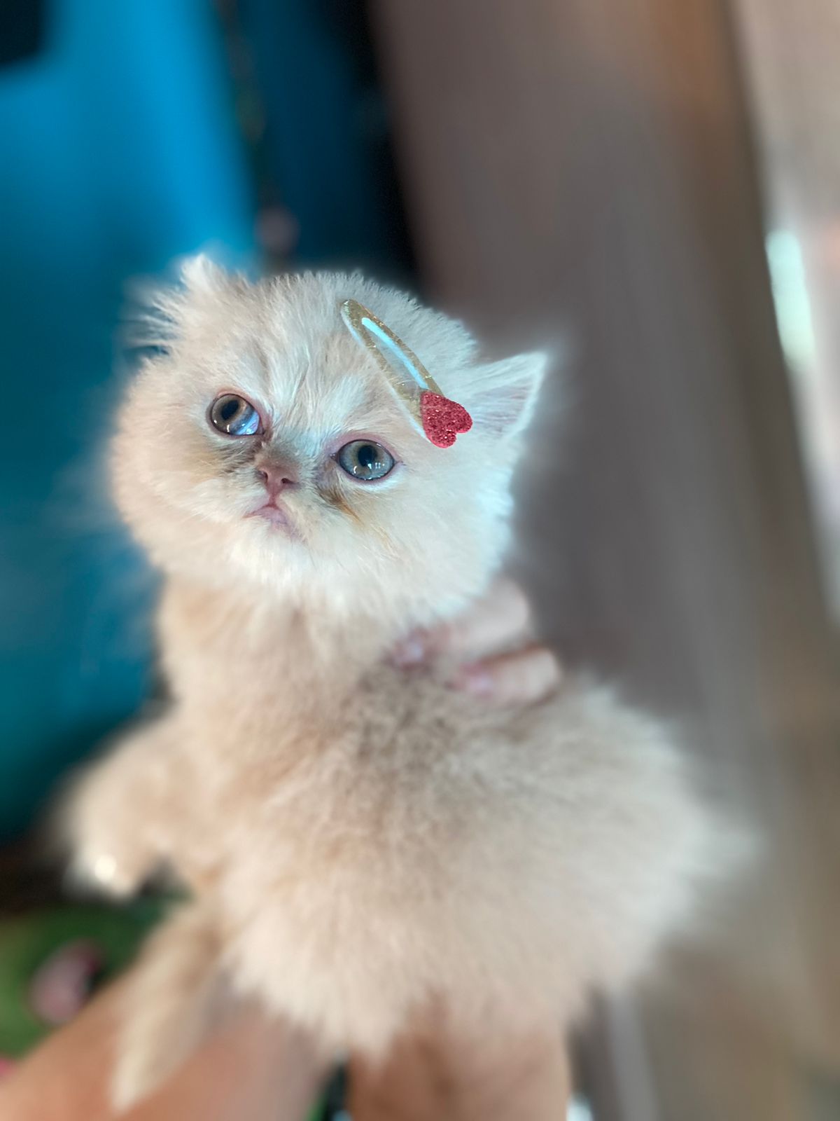 Portal Vendocão Belos Gatinhos Persa  Jundia